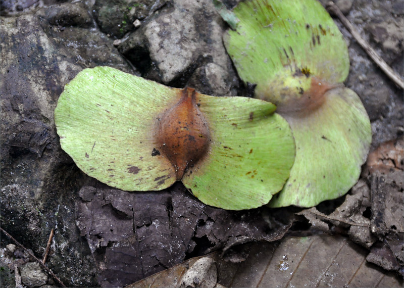 Image of Terminalia bialata specimen.