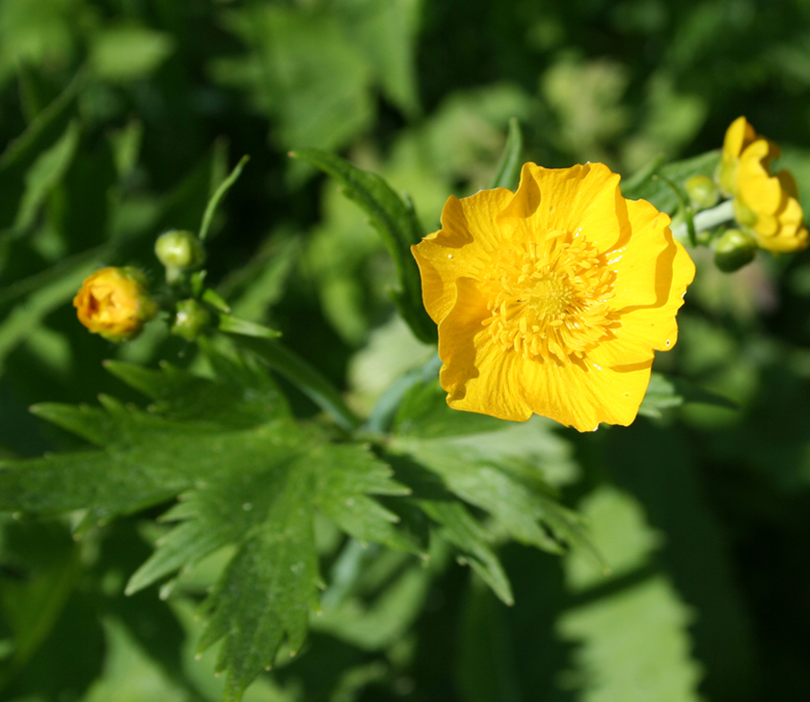 Image of Ranunculus grandifolius specimen.