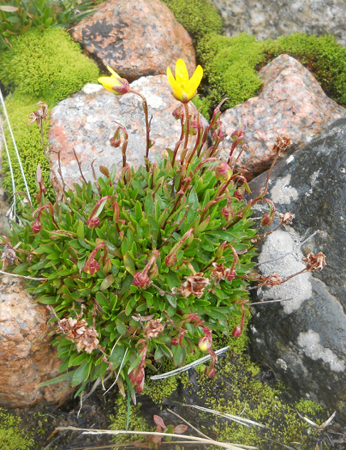 Изображение особи Saxifraga hirculus.