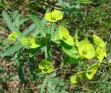 Euphorbia borealis. Верхушка побега с соцветием. Якутия (Саха), южные окр. г. Якутска, холмы. 11.06.2012.
