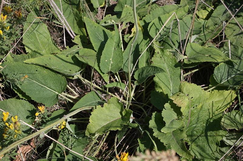 Image of Salvia nutans specimen.