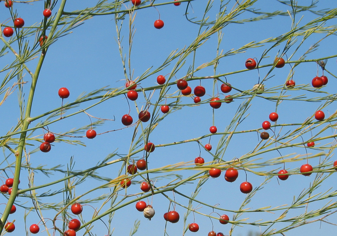 Image of Asparagus officinalis specimen.