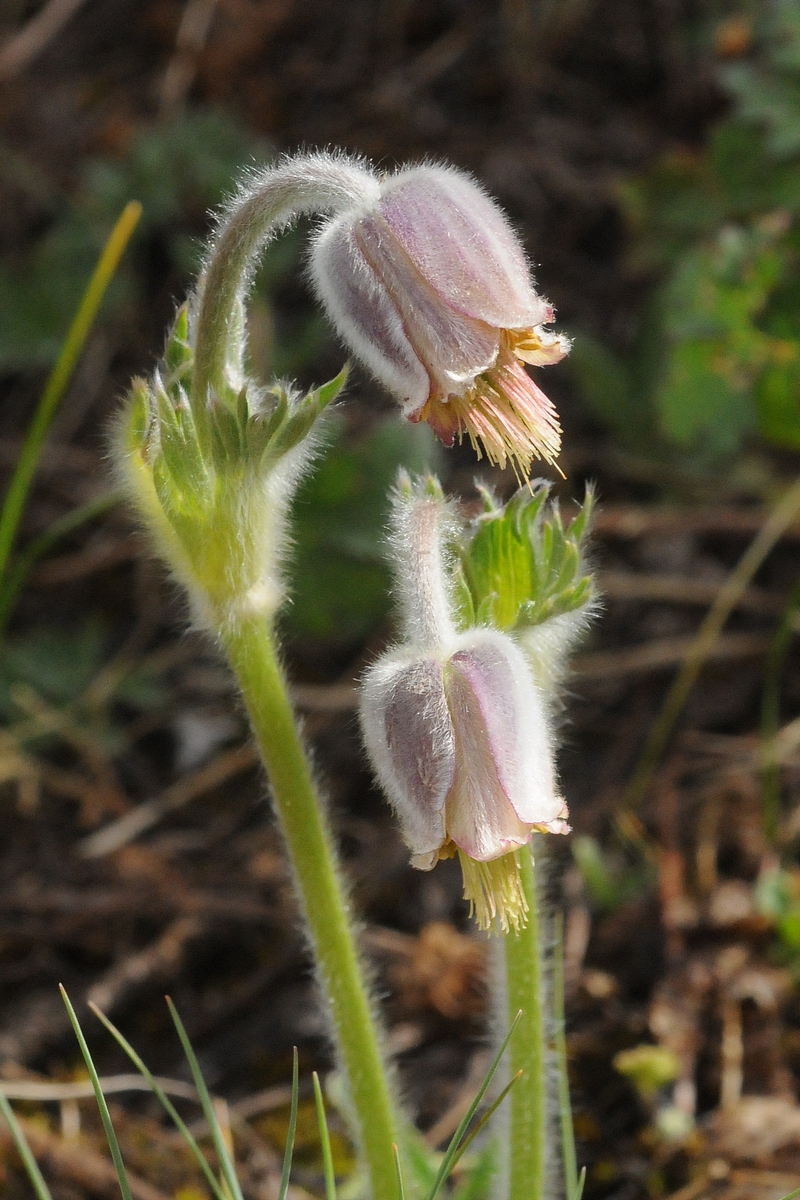 Image of Pulsatilla campanella specimen.