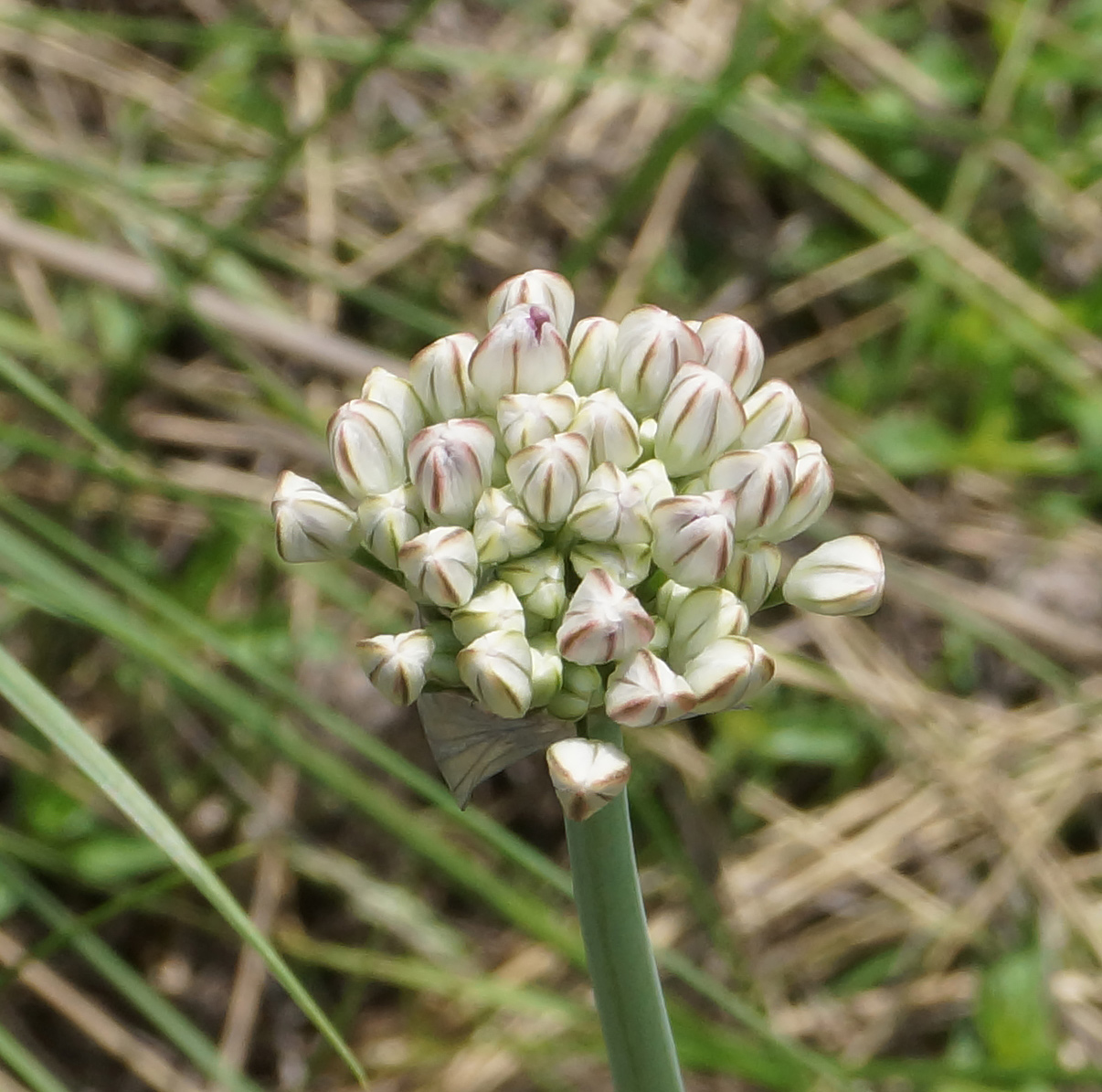 Image of Allium tulipifolium specimen.