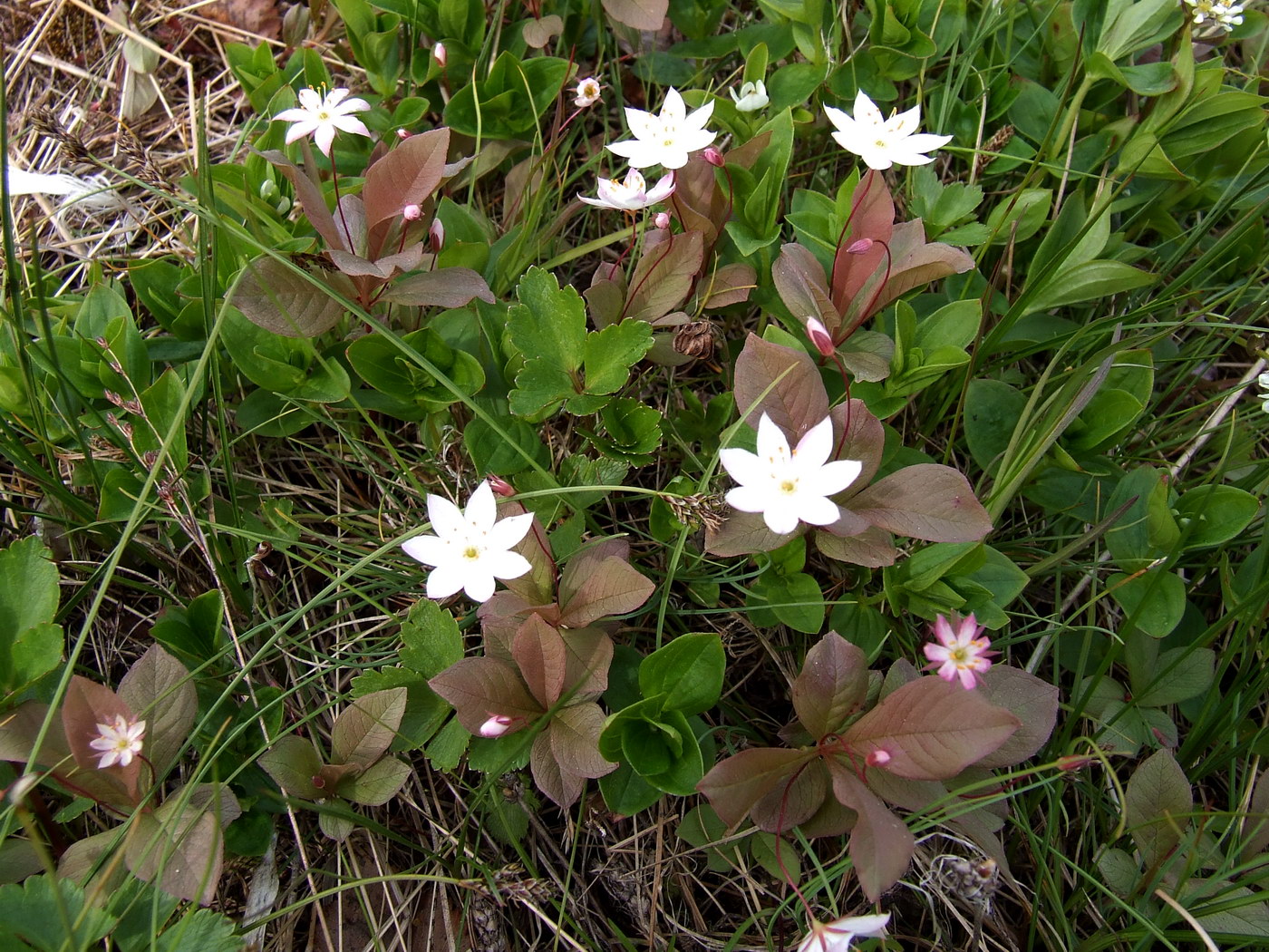 Изображение особи Trientalis europaea.