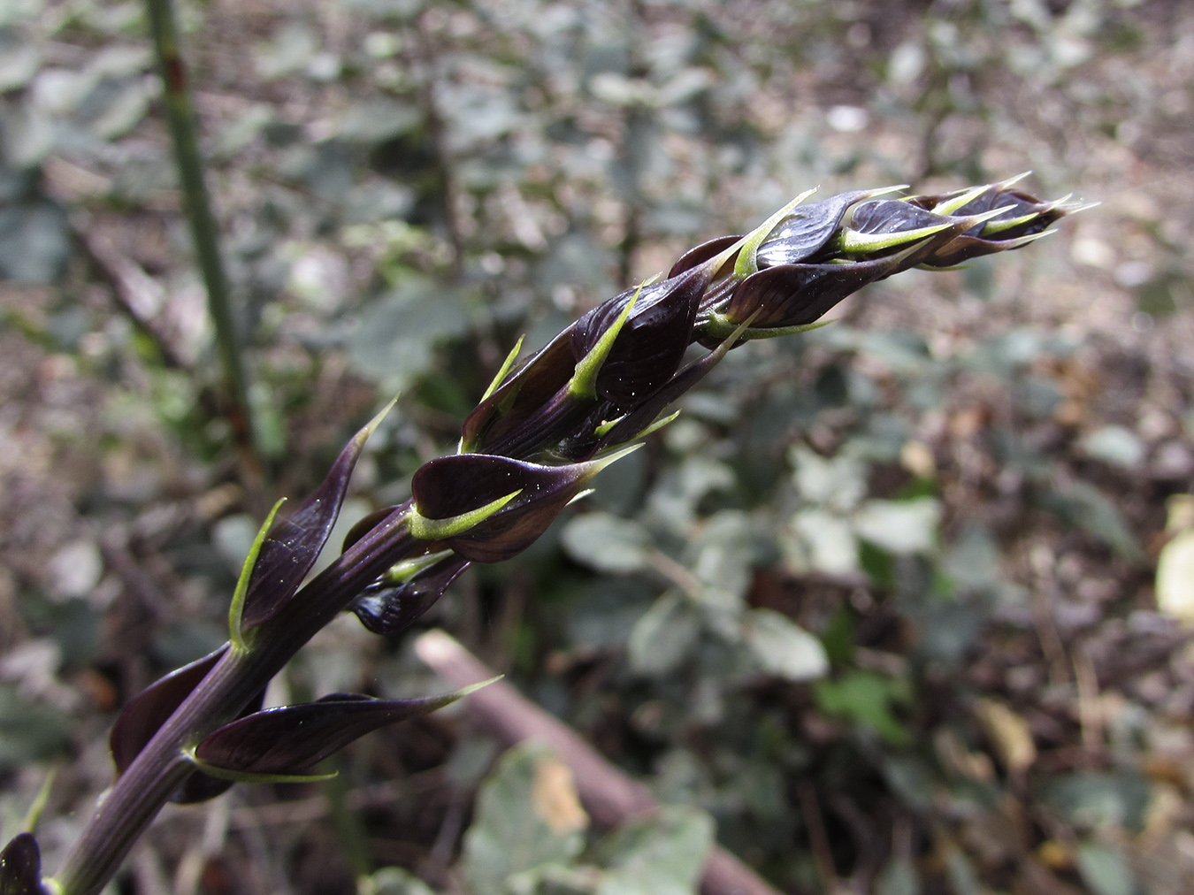 Изображение особи Ruscus aculeatus.