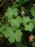 Geranium lucidum