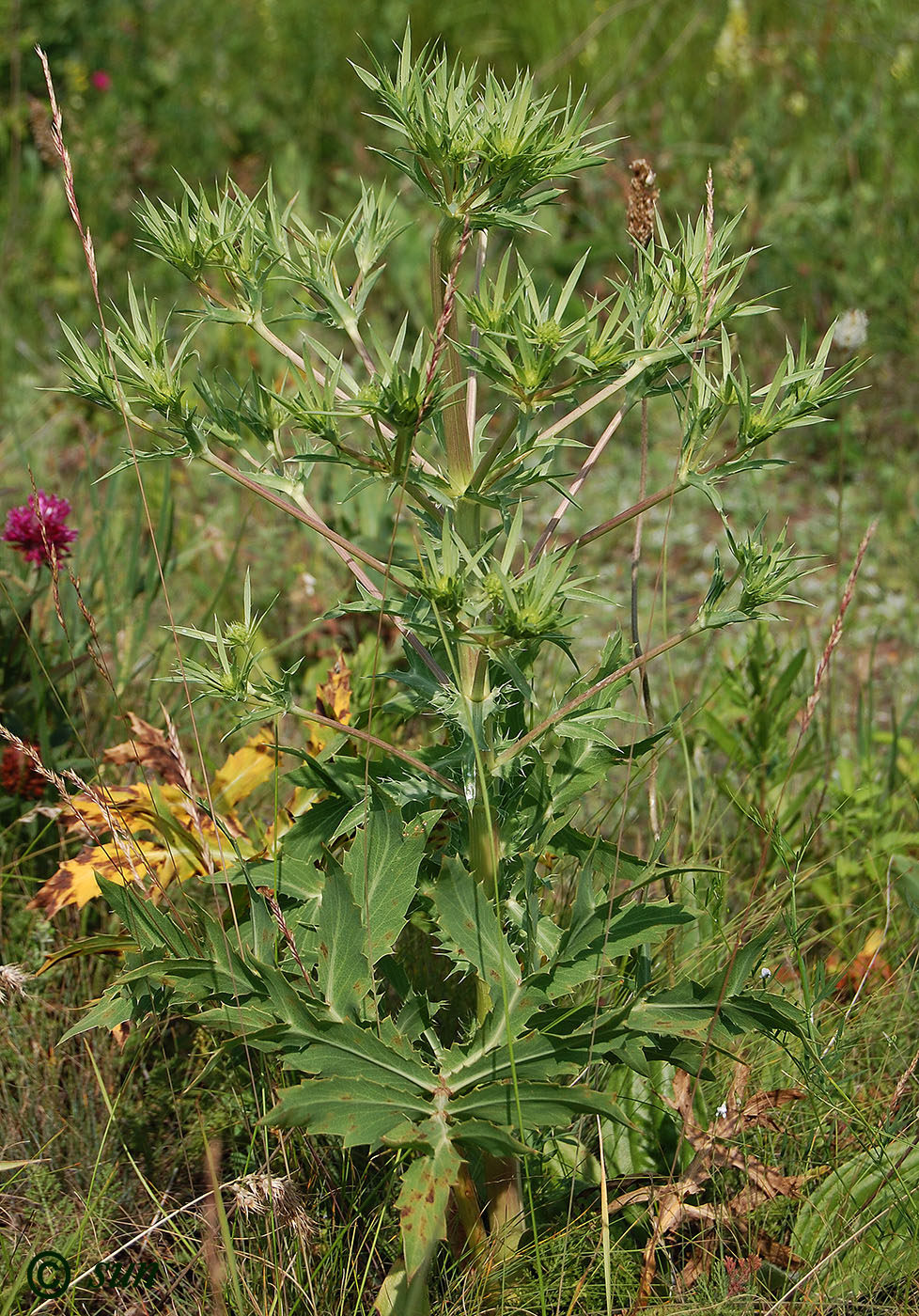 Изображение особи Eryngium campestre.