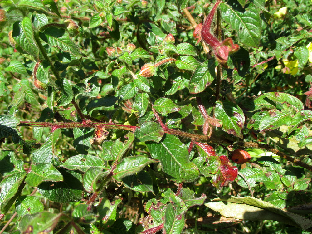 Image of Ludwigia peruviana specimen.