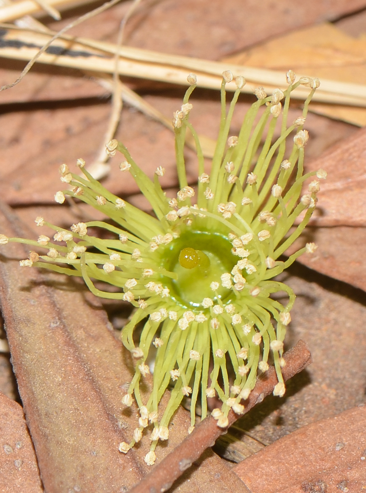 Image of Eucalyptus kruseana specimen.