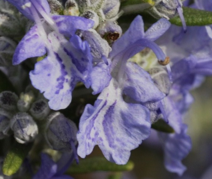 Image of Rosmarinus officinalis specimen.