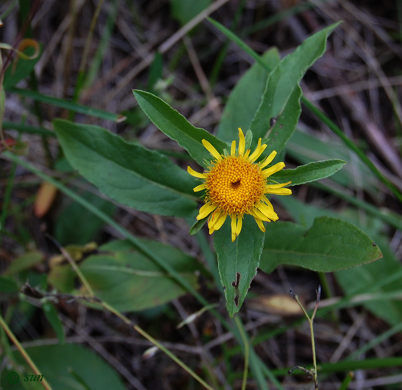 Изображение особи Inula britannica.