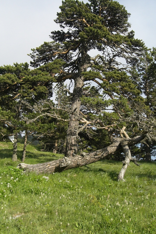 Изображение особи Pinus sylvestris.