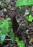 Arum elongatum