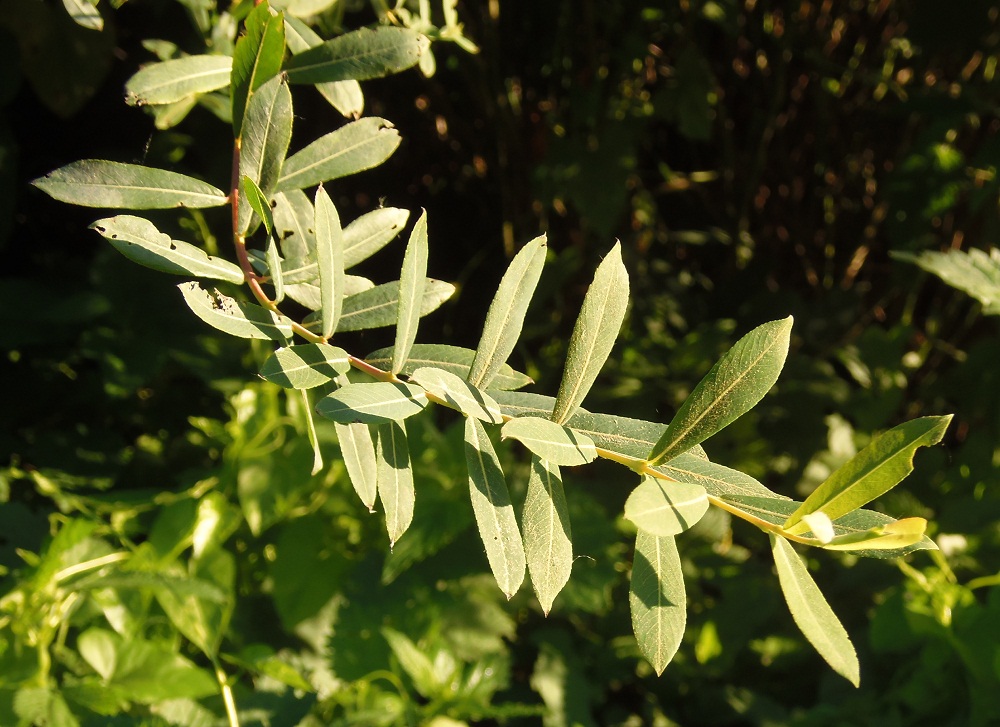 Image of Salix purpurea specimen.