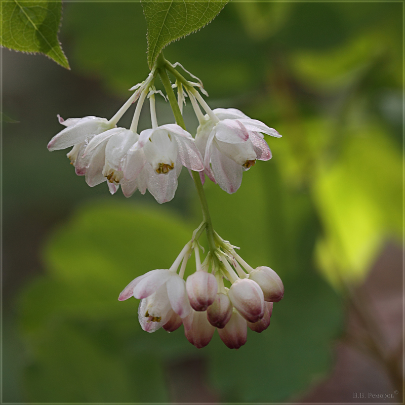 Image of Staphylea pinnata specimen.