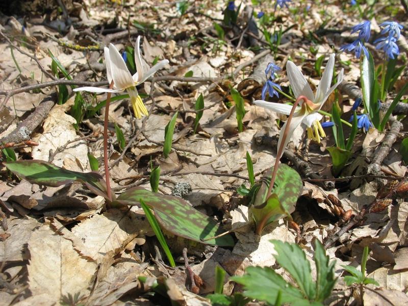 Image of Erythronium caucasicum specimen.