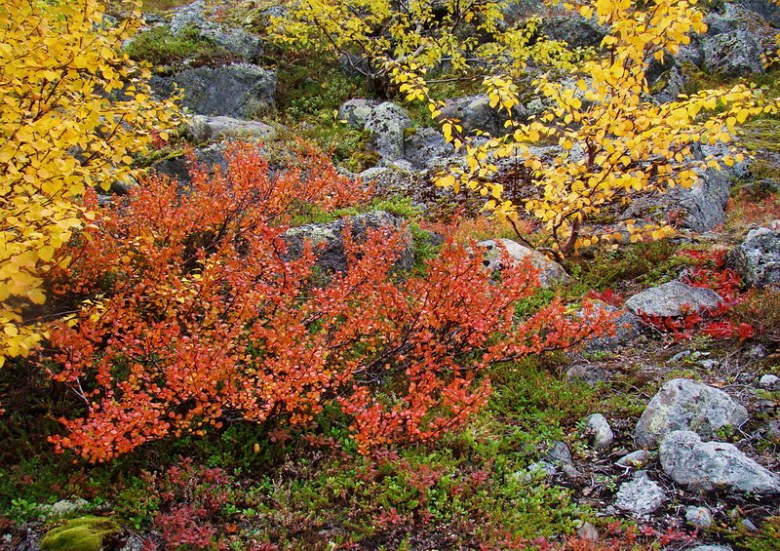 Image of Betula nana specimen.