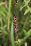 Carex cryptocarpa. Андрогинный колосок с плодами. Сахалинская обл., Томаринский р-н, окр. г. Томари, пойма ручья. 26.08.2016.