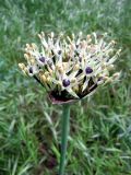 Allium cyrilli