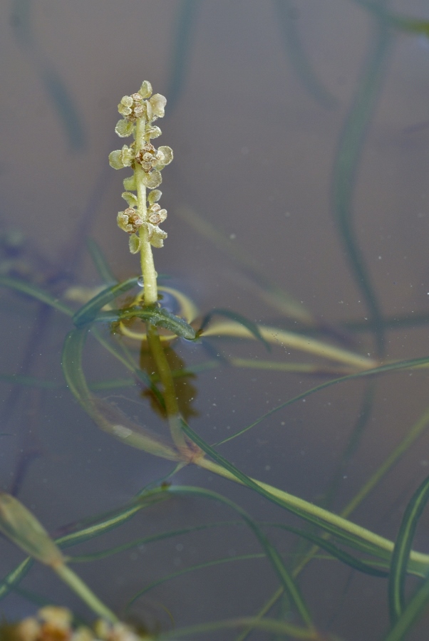 Image of Potamogeton manschuriensis specimen.