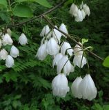 Смотреть изображение Halesia carolina