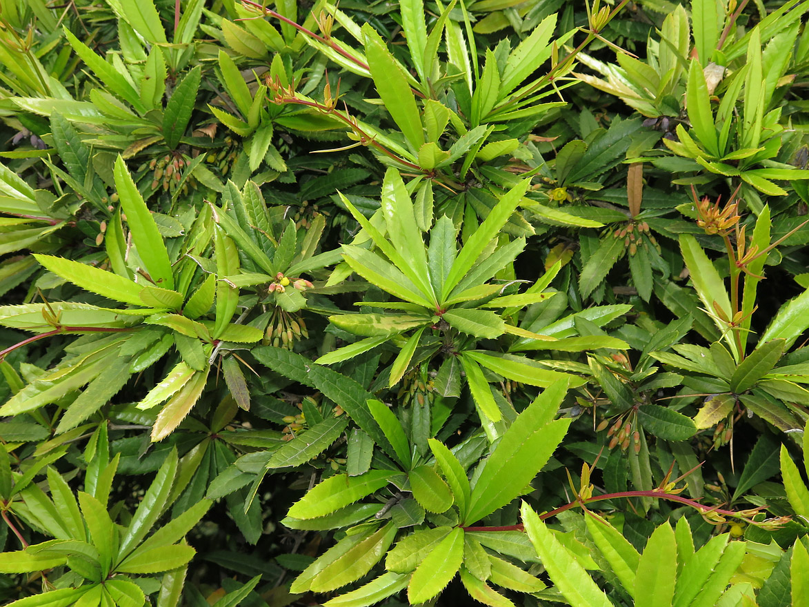 Image of Berberis julianae specimen.