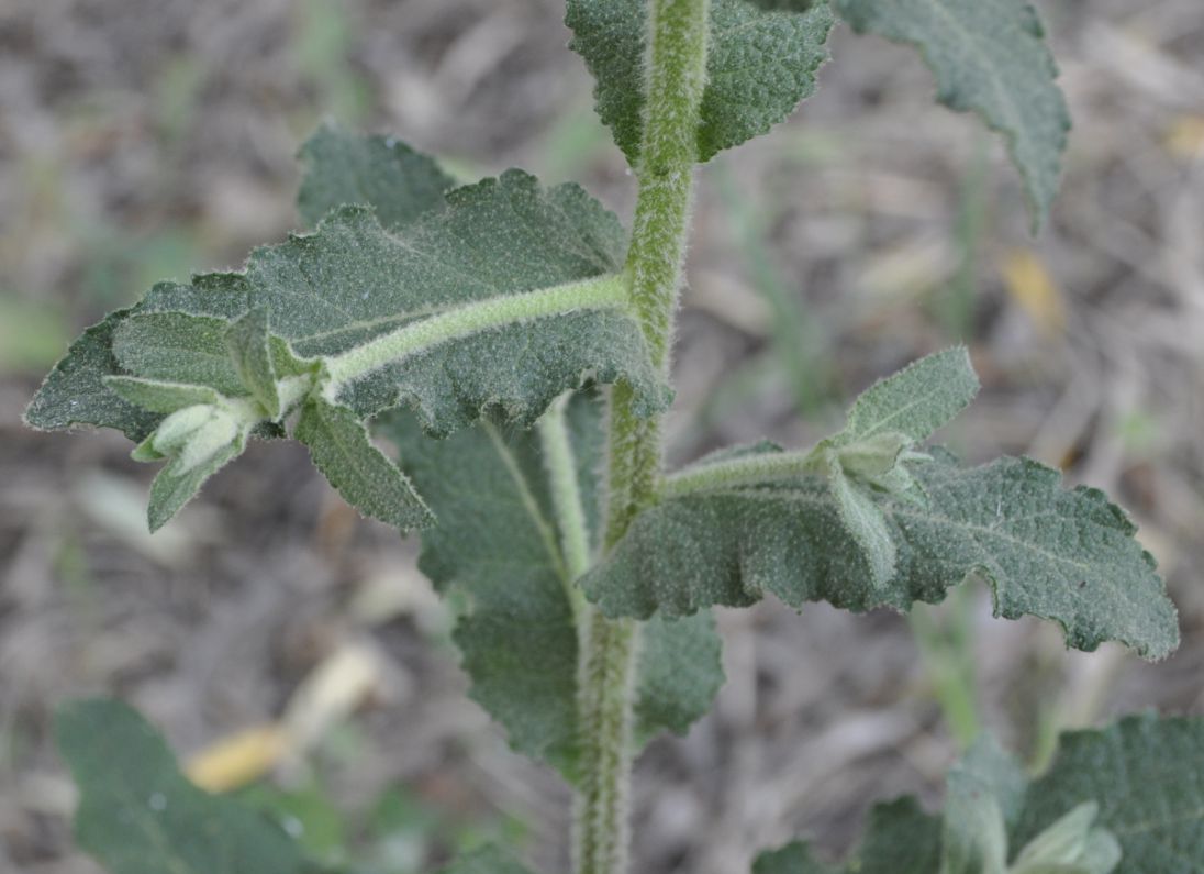 Изображение особи Verbascum chaixii.