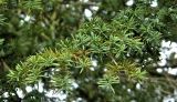 genus Taxus. Верхушка веточки. Бельгия, г. Антверпен, сад в доме Рубенса (Rubenshuis). Декабрь.