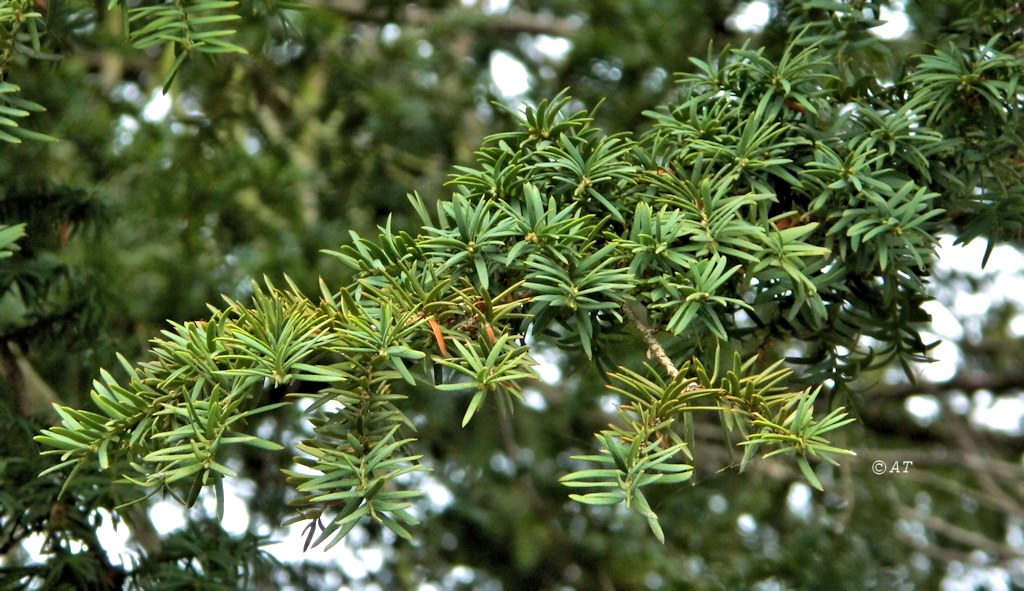 Image of genus Taxus specimen.