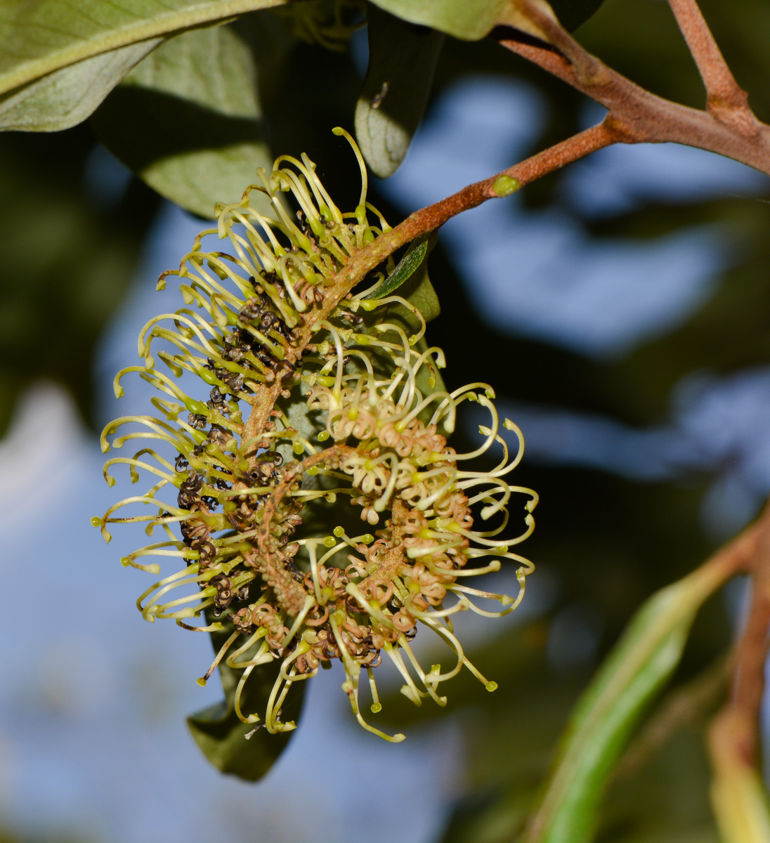 Изображение особи Grevillea hilliana.