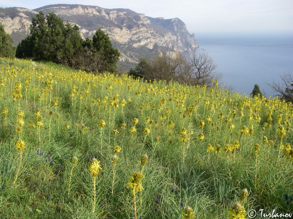 Изображение особи Asphodeline lutea.