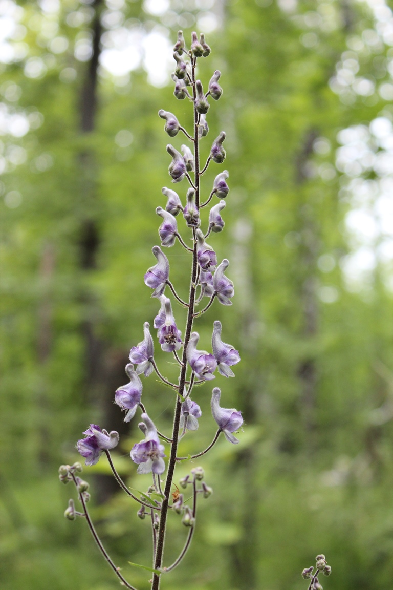 Image of Aconitum septentrionale specimen.