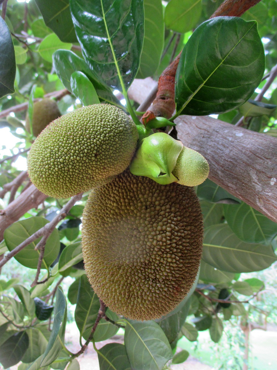 Image of Artocarpus heterophyllus specimen.