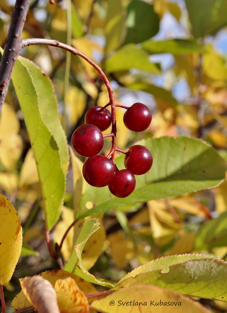 Image of Padus virginiana specimen.