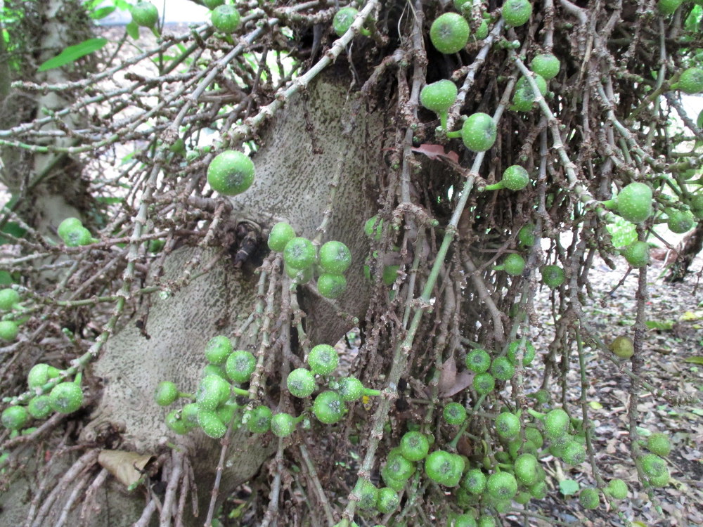 Image of Ficus hispida specimen.