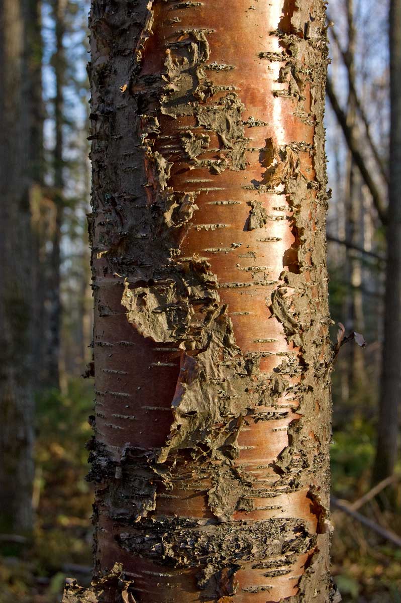 Image of genus Betula specimen.