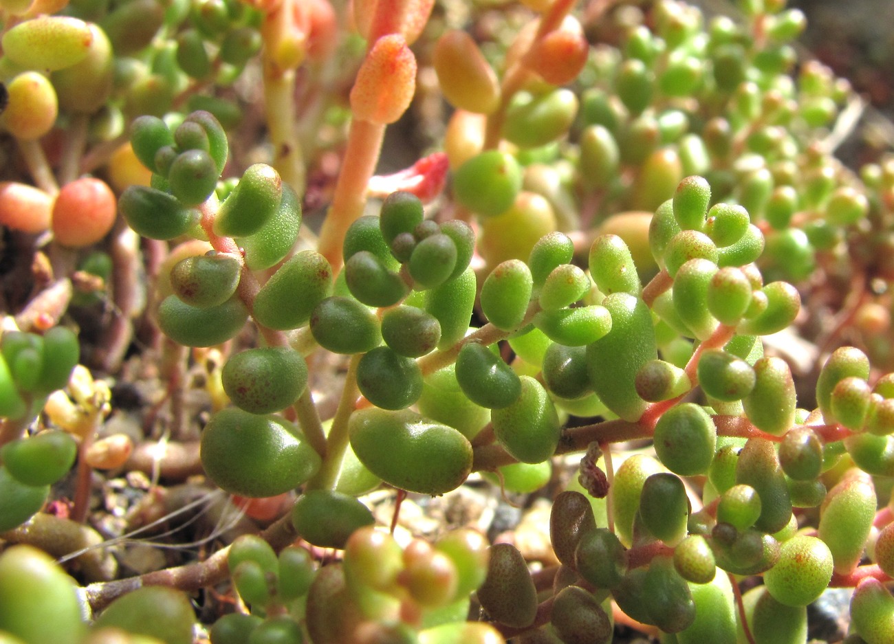 Image of Sedum album specimen.