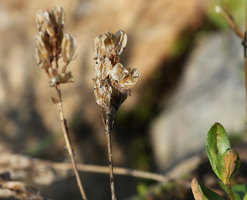 Image of Veronica alpina specimen.