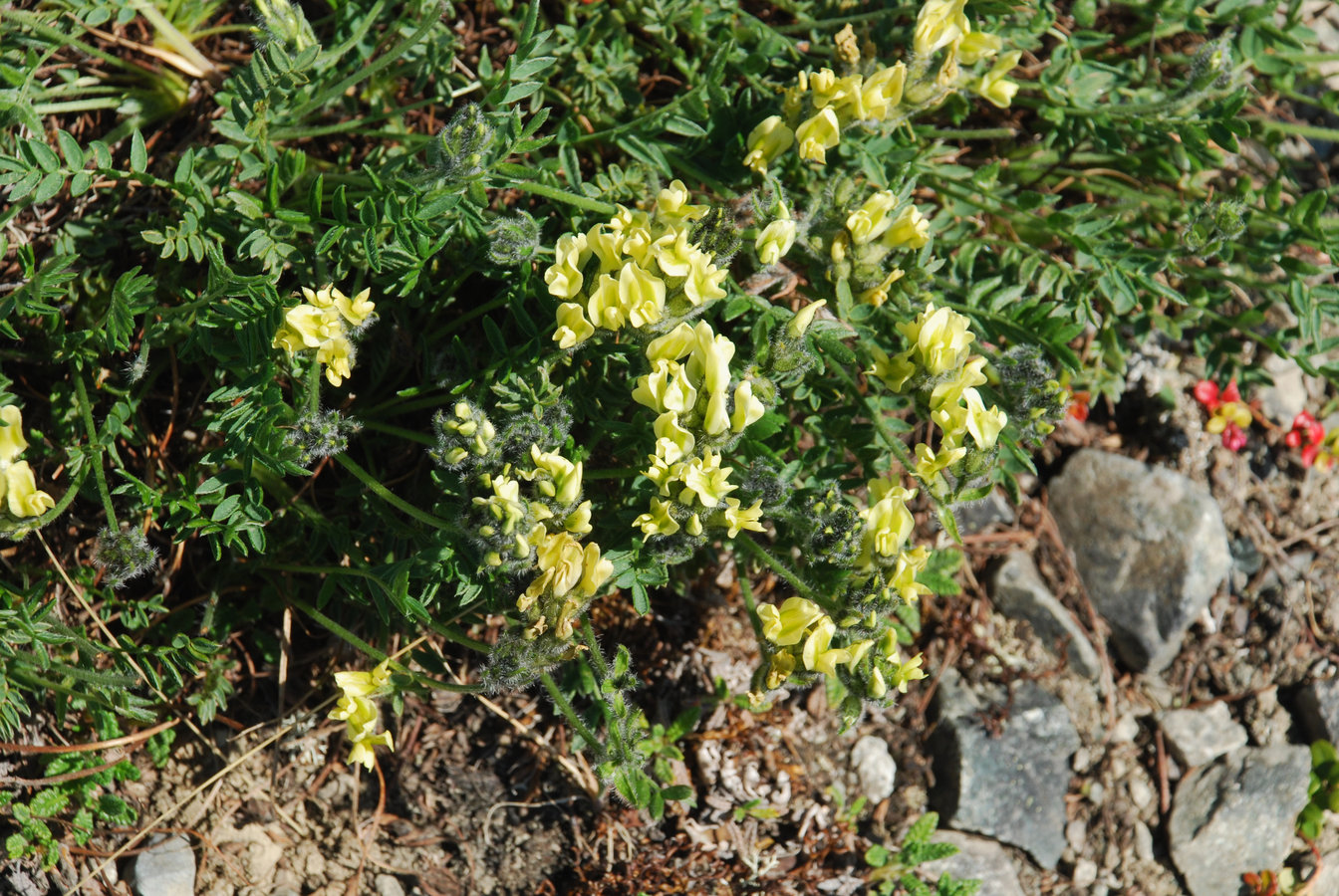 Image of Oxytropis maydelliana specimen.