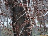 genus Ulmus. Ветви c генеративными почками. Украина, г. Николаев, Заводской р-н, Намыв, берег р. Южный Буг. 05.02.2018.