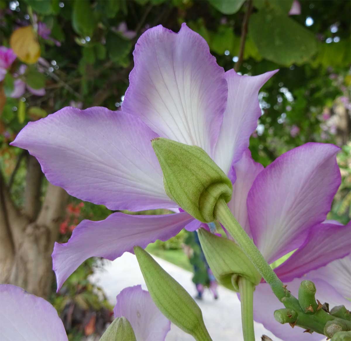 Image of Bauhinia variegata specimen.