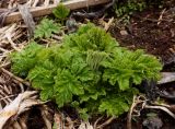 Heracleum sosnowskyi