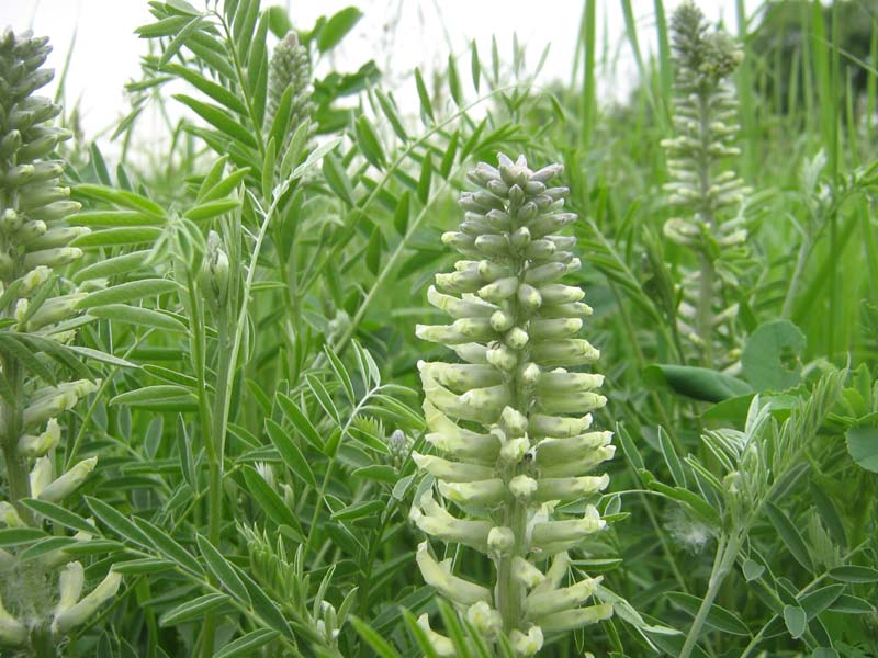 Изображение особи Pseudosophora alopecuroides.