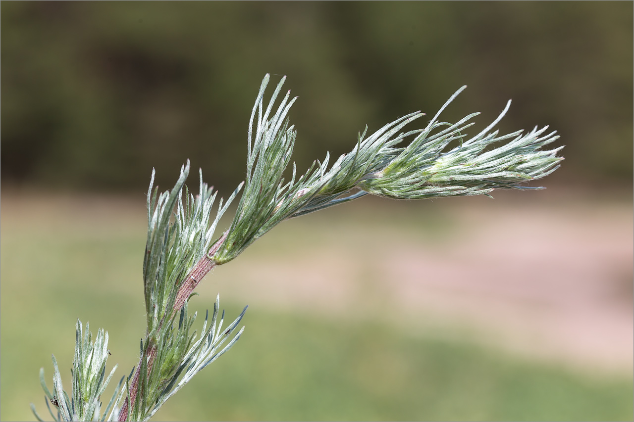 Image of Artemisia campestris specimen.
