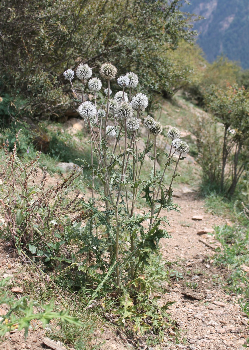 Изображение особи Echinops sphaerocephalus.