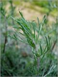 Artemisia campestris. Верхушка побега. Чувашия, окр. г. Шумерля, ст. Кумашка, ж.-д. насыпь. 1 июня 2010 г.