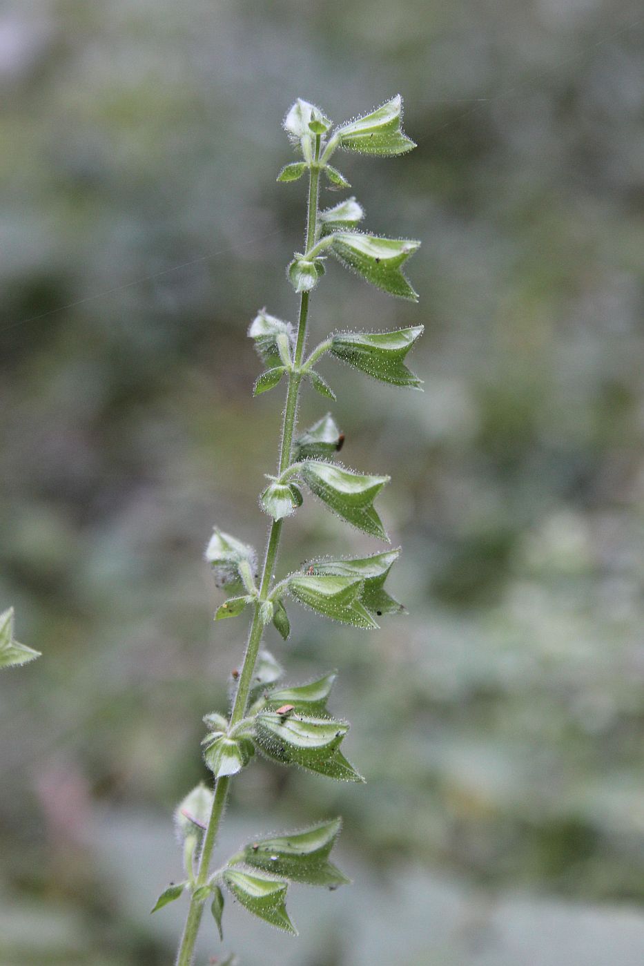 Image of Salvia glutinosa specimen.