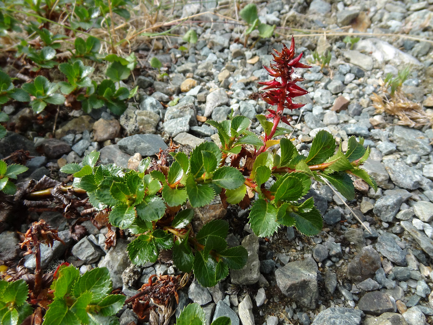 Image of Salix tschuktschorum specimen.