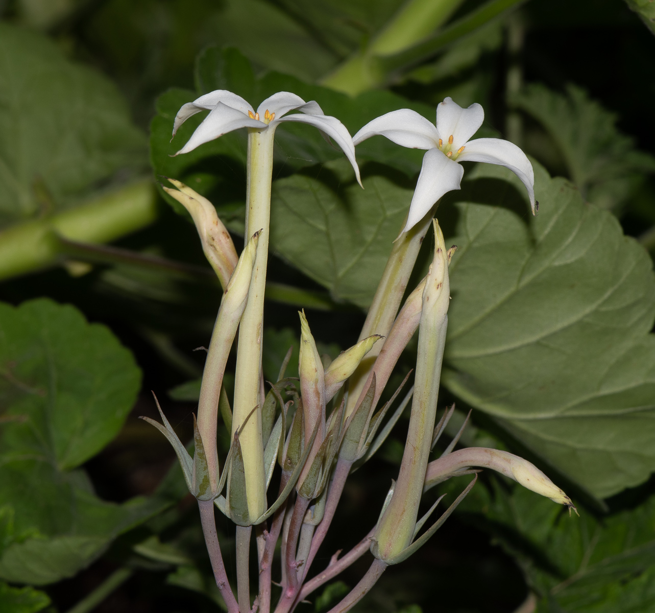 Image of Kalanchoe marmorata specimen.